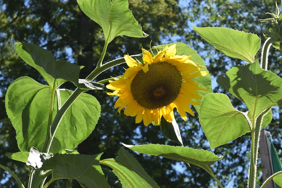 sun flower, august, summer, plant, leaf, plant part, growth HD wallpaper