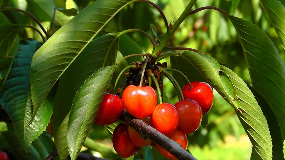 Cherries, Fruits, Cherry, Red, Red, Tree, nature, sweet cherries HD wallpaper
