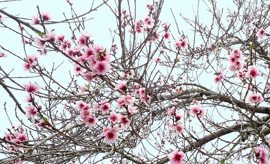 blossom, blossoms, spring, nature, bloom, pink, tree, branch HD wallpaper
