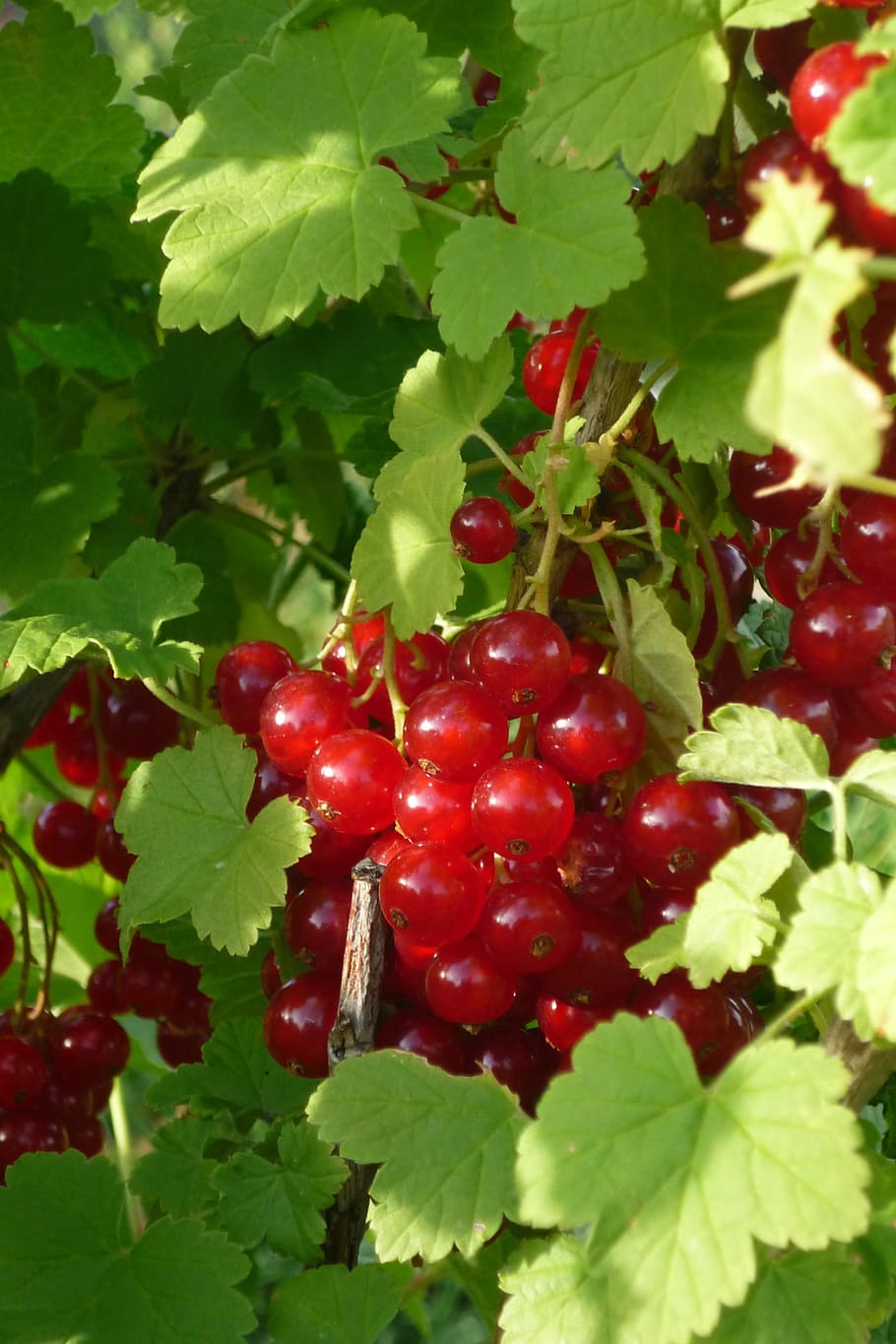 currant, ribes grossularia, small fruit, orchard, garden, vegetable garden HD wallpaper