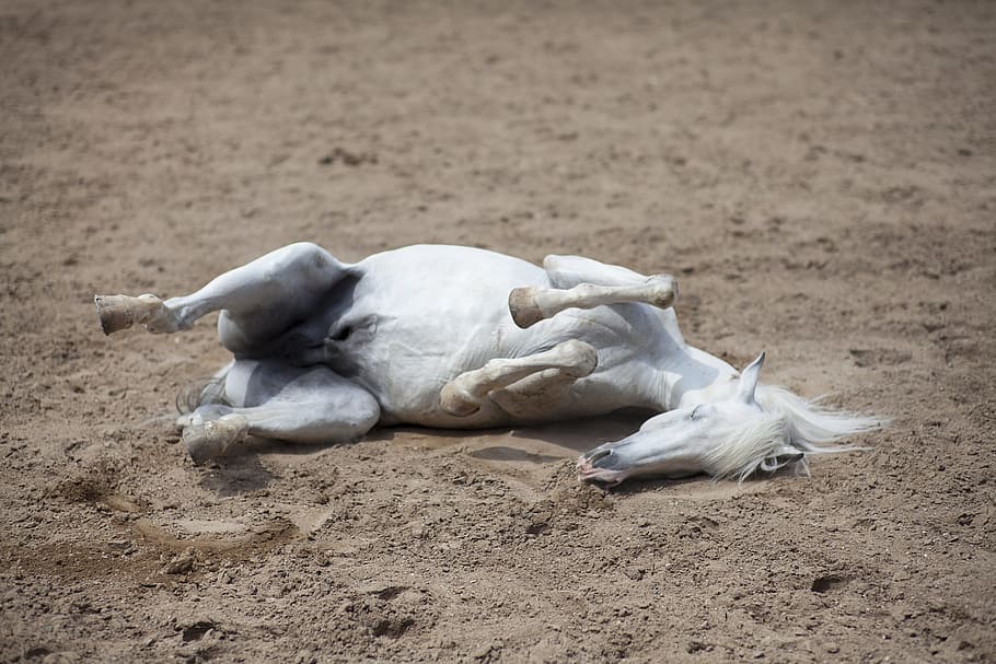 white horse lying on brown field during daytime, animal, the horses are, HD wallpaper