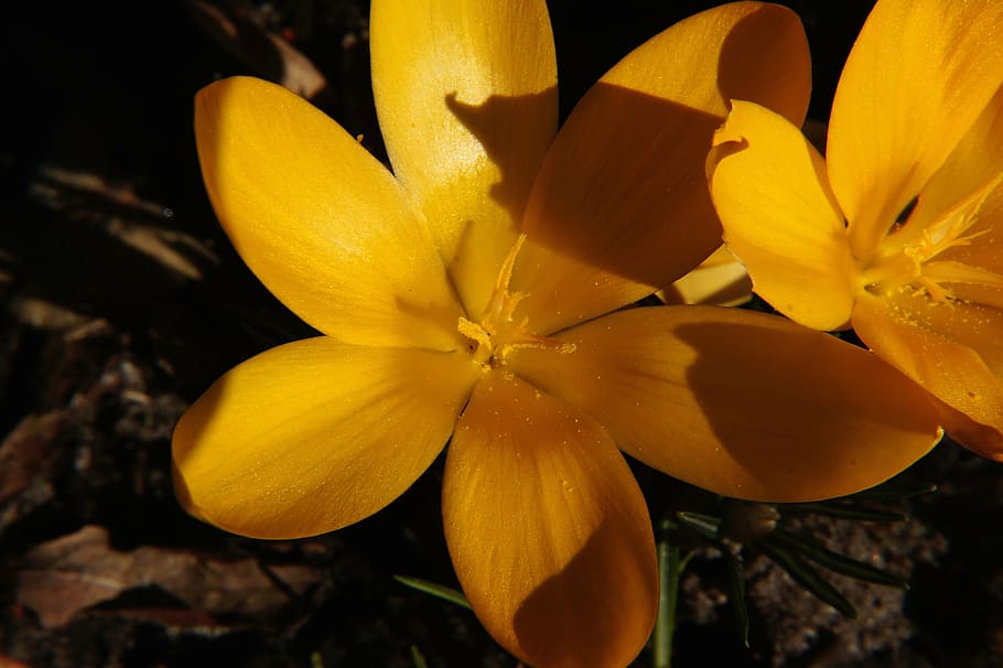 crocus, flower, blossom, bloom, close, yellow, frühlingsanfang HD wallpaper