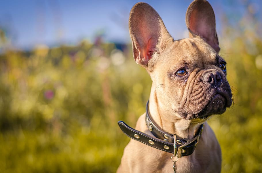 selective focus of brown French Bulldog, adult fawn French bulldog with black collar
