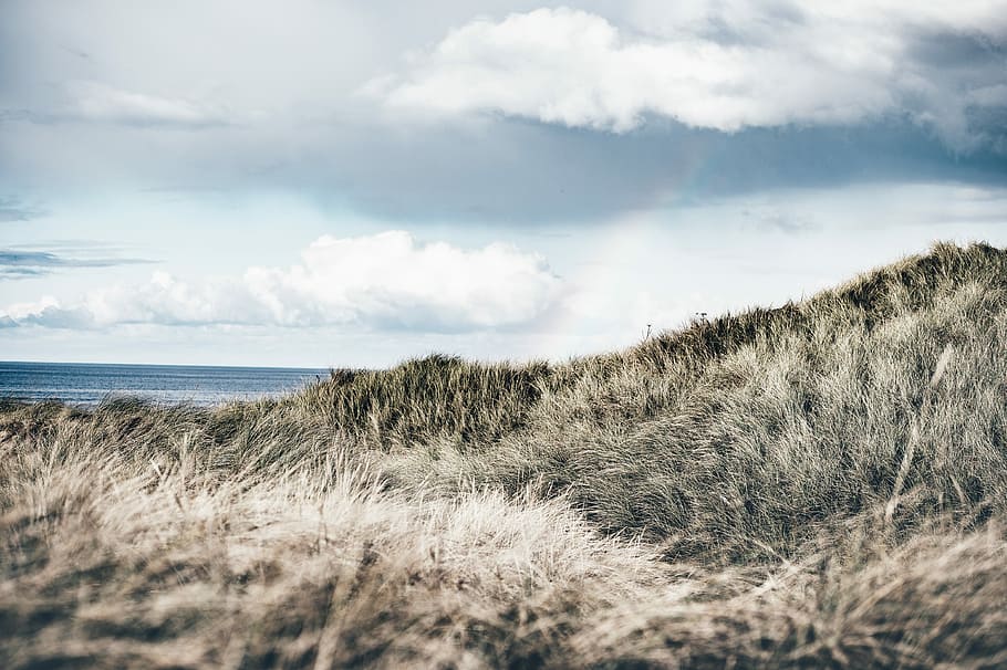 untitled, sky, cloud - sky, sea, grass, land, water, plant HD wallpaper