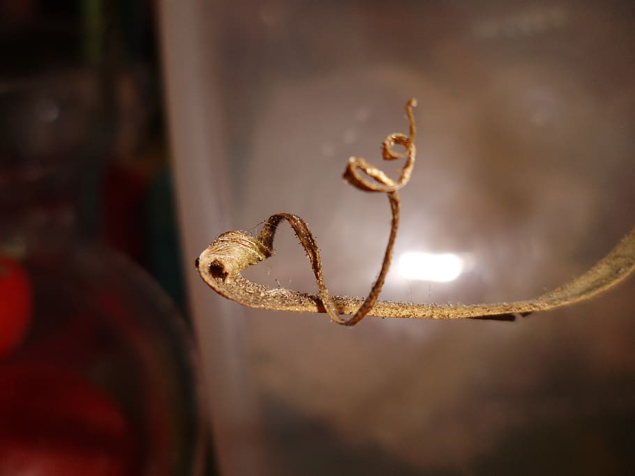 heart, branch, love, close-up, focus on foreground, no people HD wallpaper