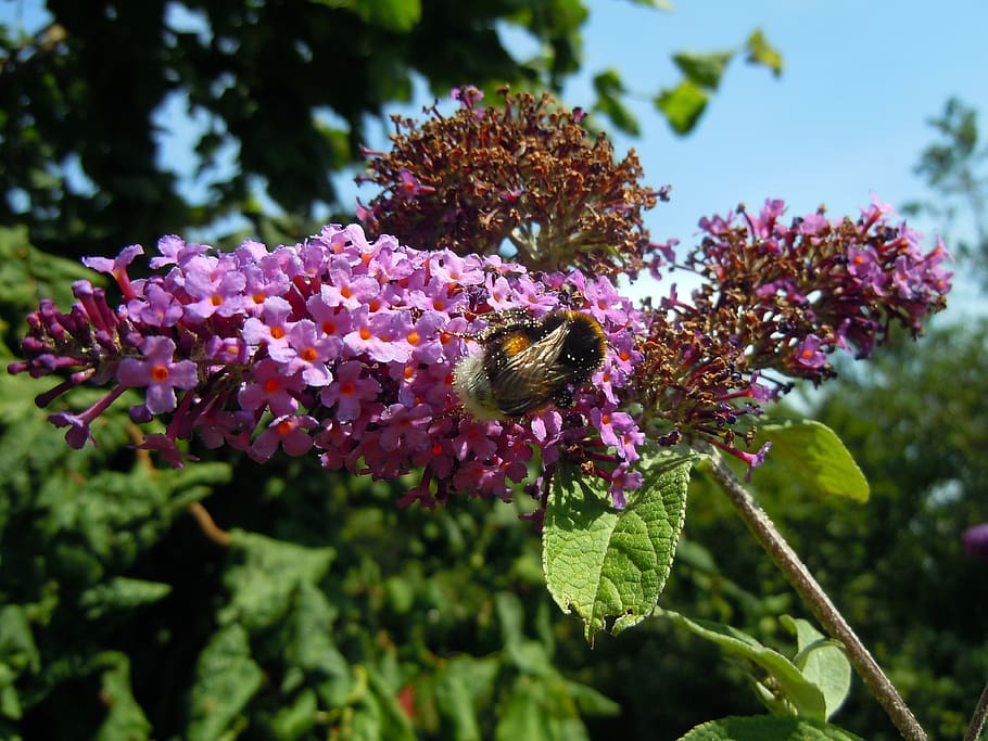 hummel, insect, lilac, flower, flowering plant, animals in the wild HD wallpaper