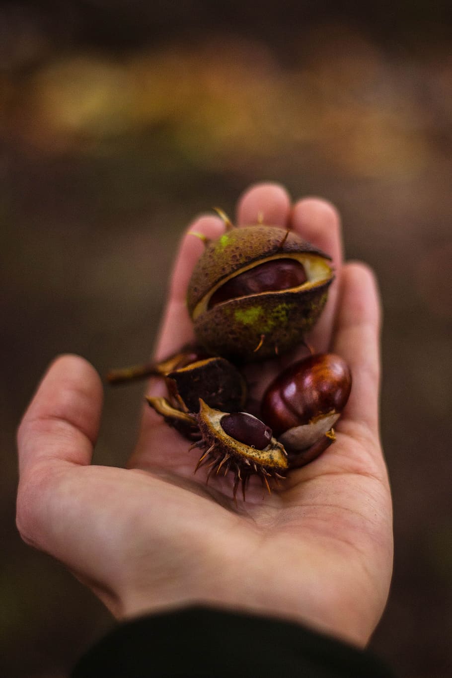hand, autumn, fall, chestnut, holding, human hand, one person HD wallpaper