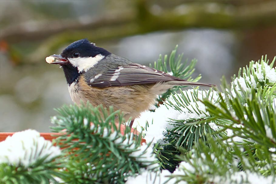 tit, coal tit, periparus ater, bird, garden, winter, foraging HD wallpaper