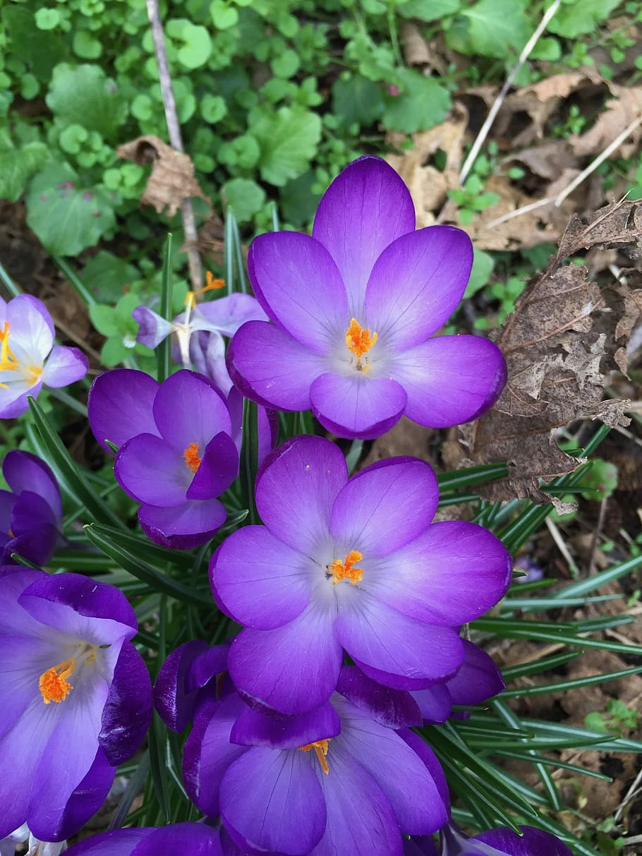 crocus, flower, purple, pollen, nature, spring, petal, blooming HD wallpaper