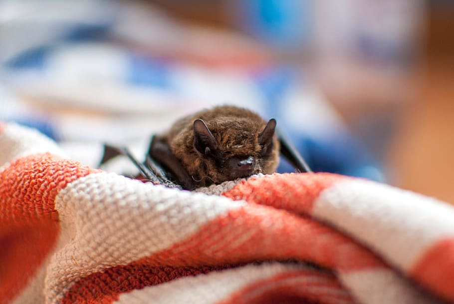 bat, rodent, flying, night, the darkness, dom, flight, hairy HD wallpaper
