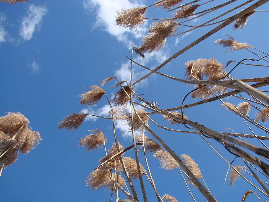 Grass, Tall, Upward, sky, reaching, spring, blue, nature, plant HD wallpaper