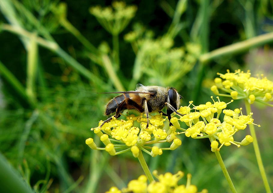 nature, insect, close, bee, parsnip, animal themes, flower HD wallpaper