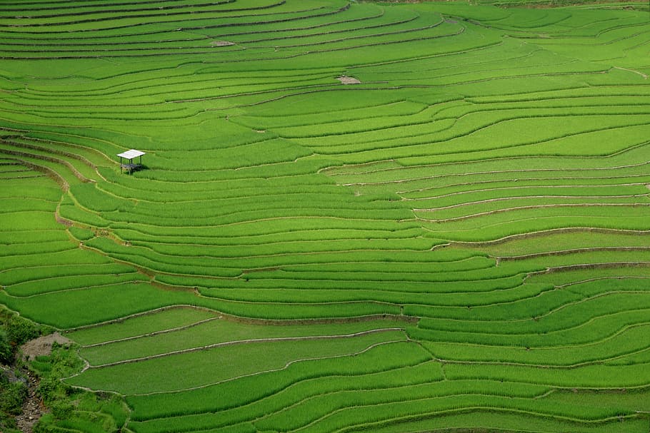 shed in the middle of the rice fields, green fields, landscape HD wallpaper