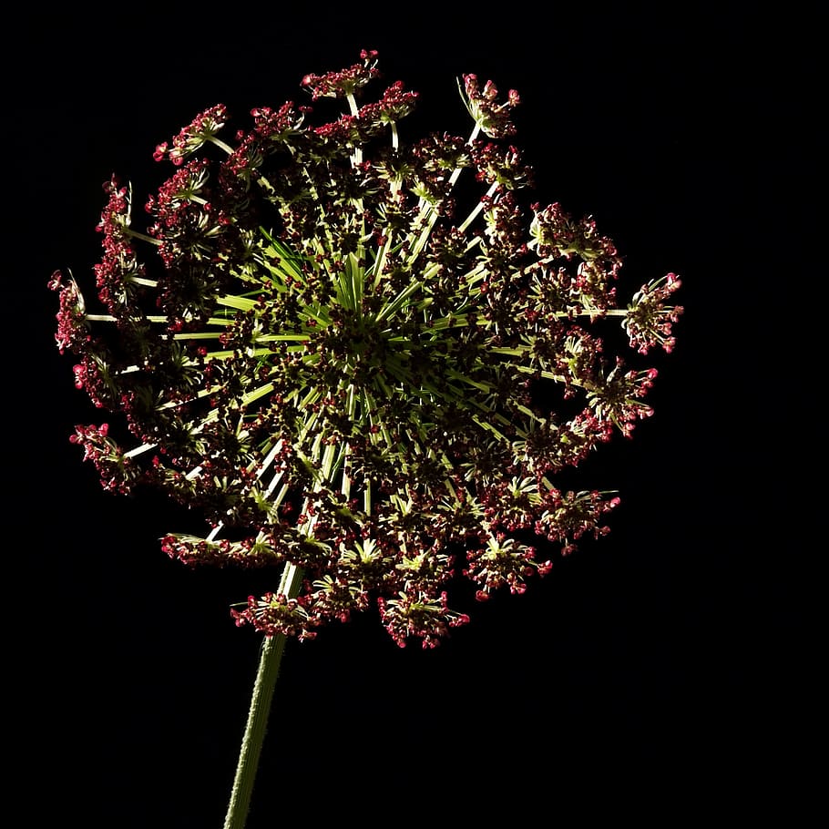 flower, studio, lighting, plant, nature, black background, studio shot HD wallpaper