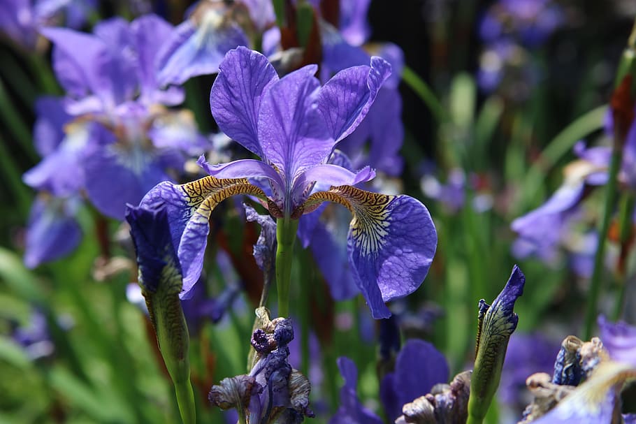 HD wallpaper: iris, blue, purple, flag, flower, garden, plant ...