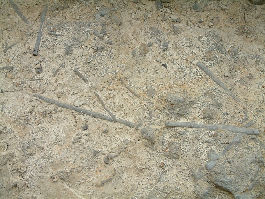 fossil, rock, stone, grey, ancient, marine, pattern, texture HD wallpaper