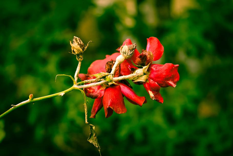 rose, red, withered, macro, plant, growth, beauty in nature HD wallpaper