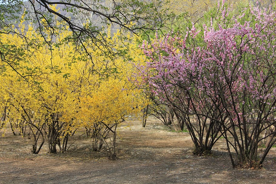 Spring, Ching Ming, Flower, winter jasmine, peach blossom, yellow flowers HD wallpaper