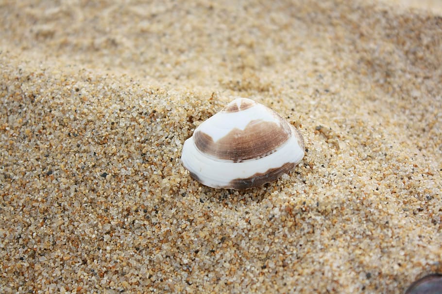 clam, beach, sand, peel, husks, sculpture, sea, pattern, lonely HD wallpaper