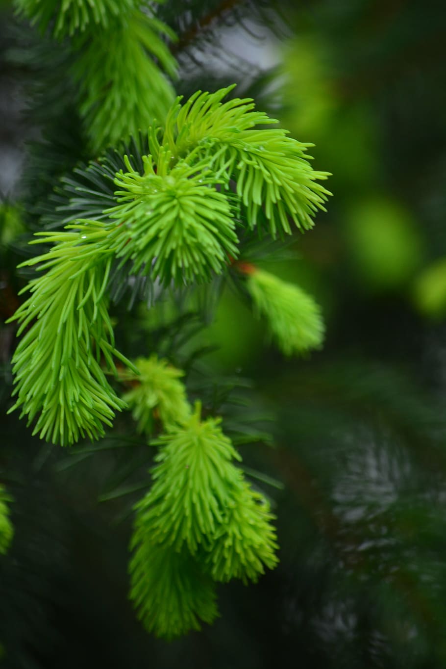 pine, bud, forest, plant, growth, green color, leaf, plant part HD wallpaper