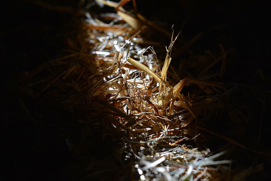 straw, once raw, sunlight, sunbeam, light and shadow, plant HD wallpaper