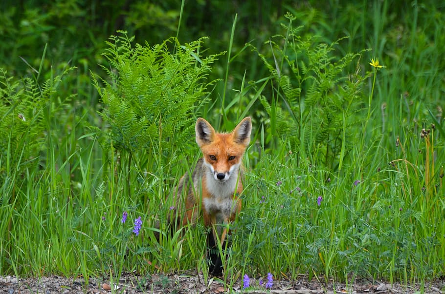 brown fox, wild, nature, animal, wildlife, fur, creature, predator HD wallpaper