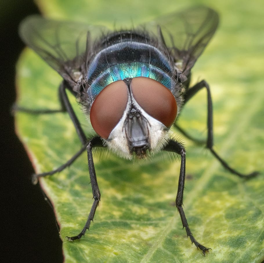 macro, fly, insect, nature, bug, animal, small, hairy, blue HD wallpaper