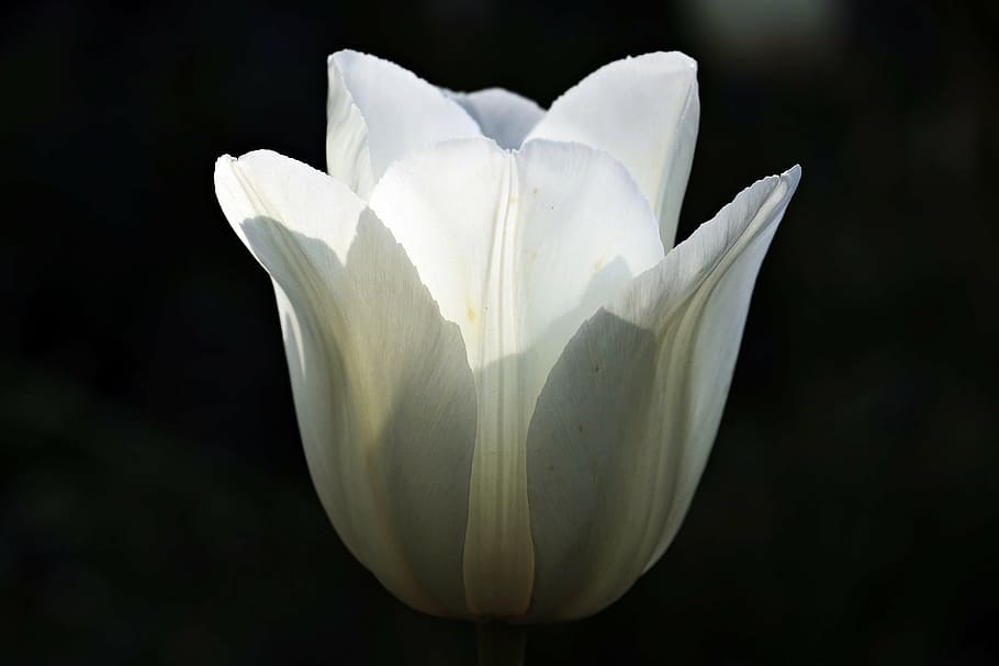white rose, tulip, flower, blossom, bloom, nature, sunlight HD wallpaper