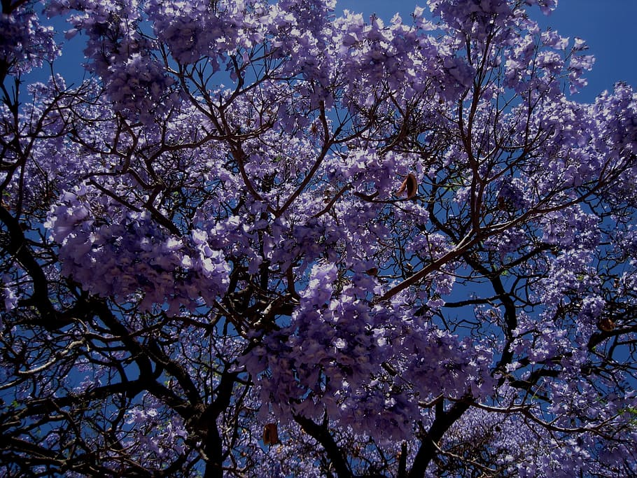 Jakaranda, Tree, Flower, Blooms, Dense, petal, trumpet shaped HD wallpaper