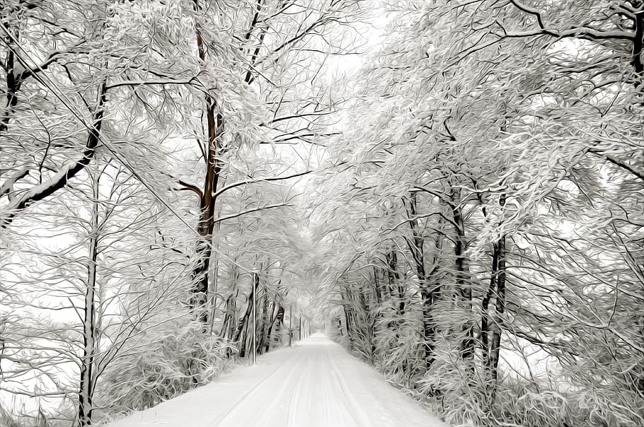 winter, snow, tree, wood, season, plant, cold temperature, bare tree HD wallpaper