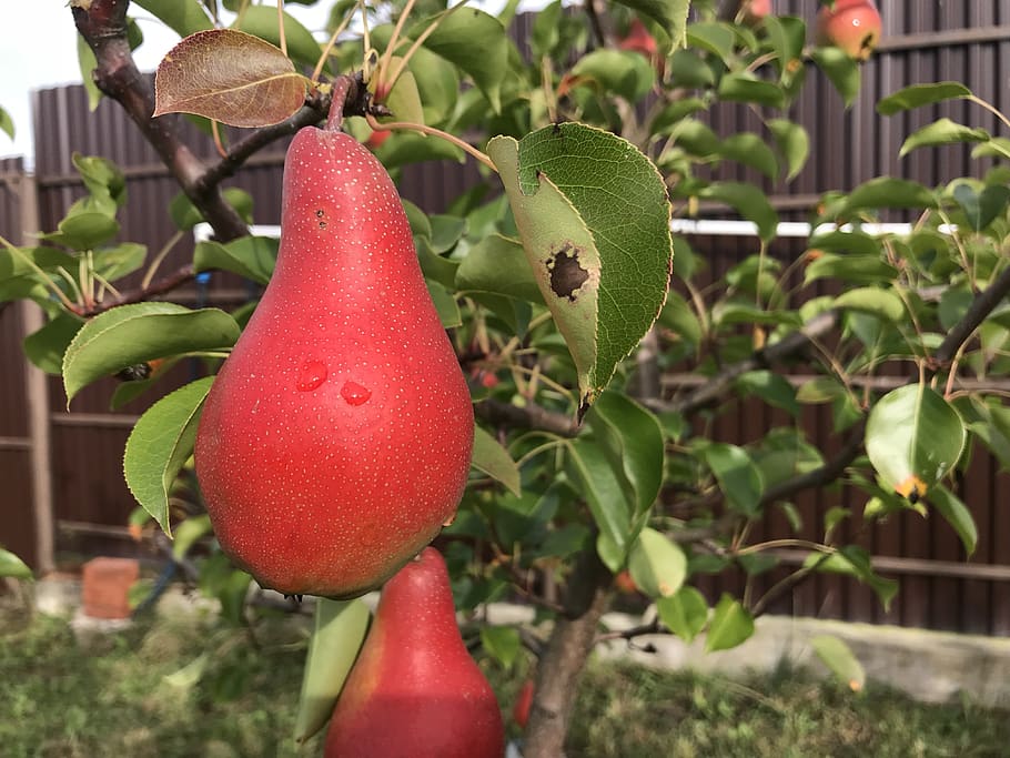 pear, garden, tree, growth, healthy eating, fruit, food and drink HD wallpaper