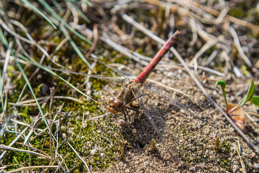 dragonfly, flight insect, close, nature, one animal, animal themes HD wallpaper
