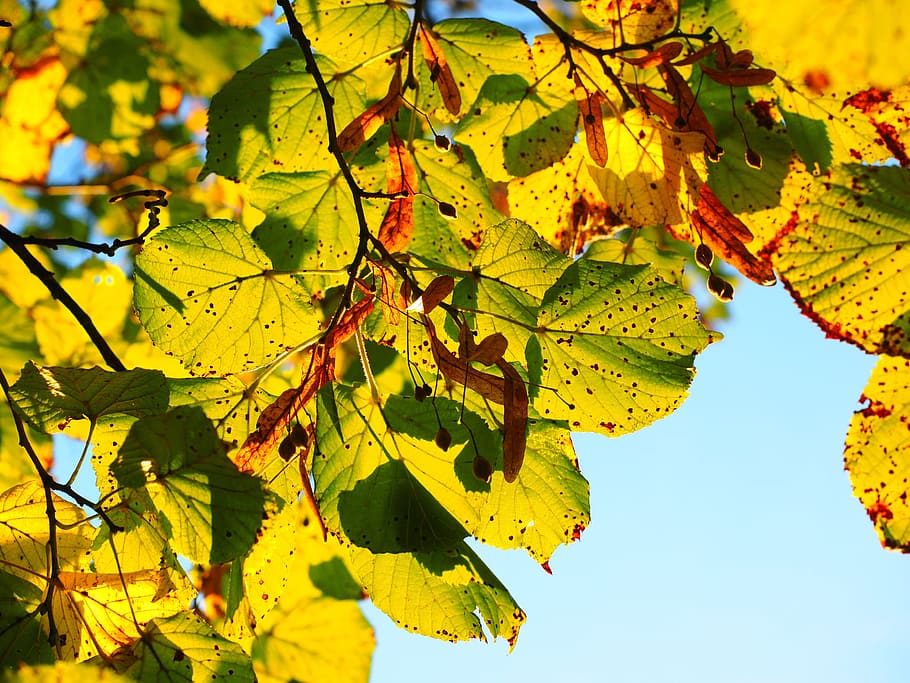 close up photo of green leaves, autumn, sunny, colorful, fall color, HD wallpaper