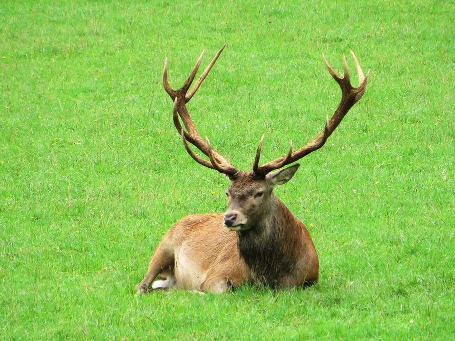 deer, ten-horns, élaphe, wood, ruminant, cervus elaphus, grass, HD wallpaper