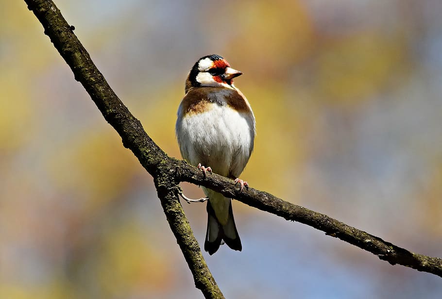goldfinch, bird, tree, spring, nature, sprig, sunny, wildlife HD wallpaper