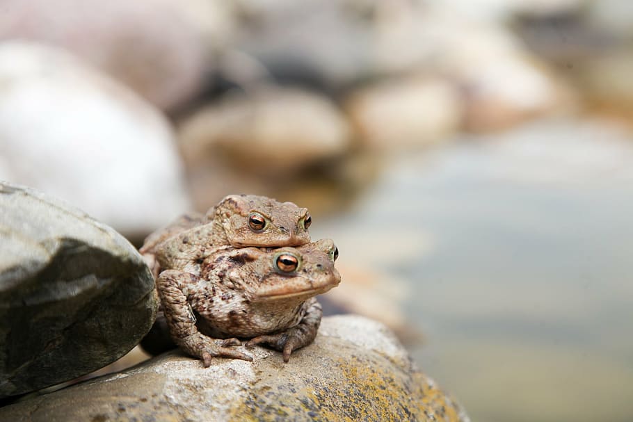 toads, frog, amphibians, toad migration, nature, pairing, animal HD wallpaper