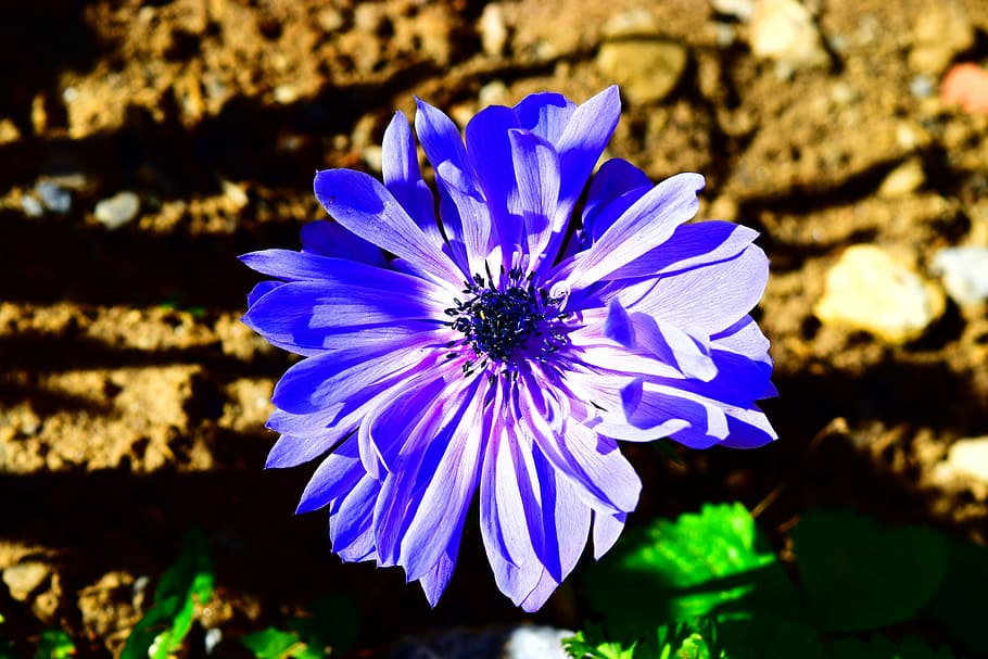 anemone, blue, flower, spring, nature, plant, summer, petal HD wallpaper