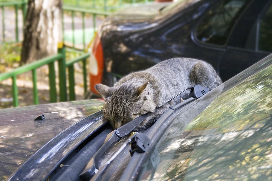 cat, machine, janitor, dream, autumn, heat, yard, kitten, fatigue HD wallpaper