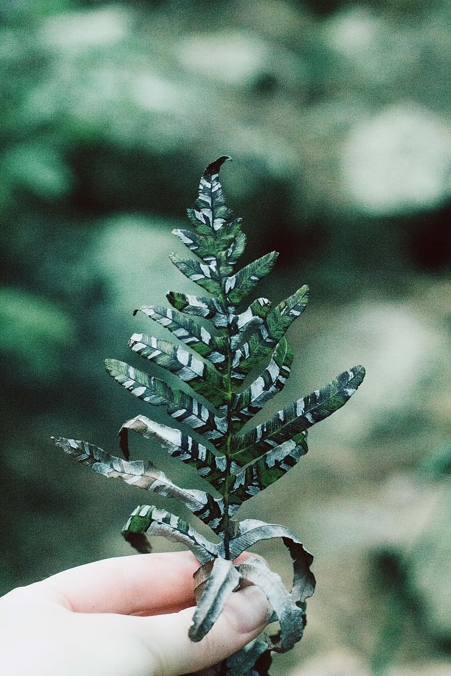 person holding green leaf, foliage, hand, tree, human hand, one person HD wallpaper