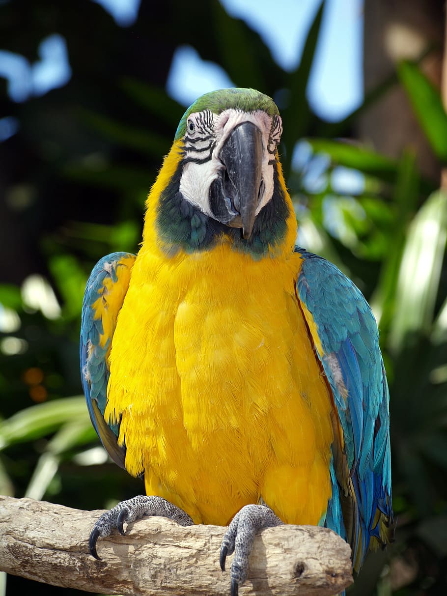 parrot, yellow, nature, vertebrate, animal themes, bird, animals in the wild HD wallpaper