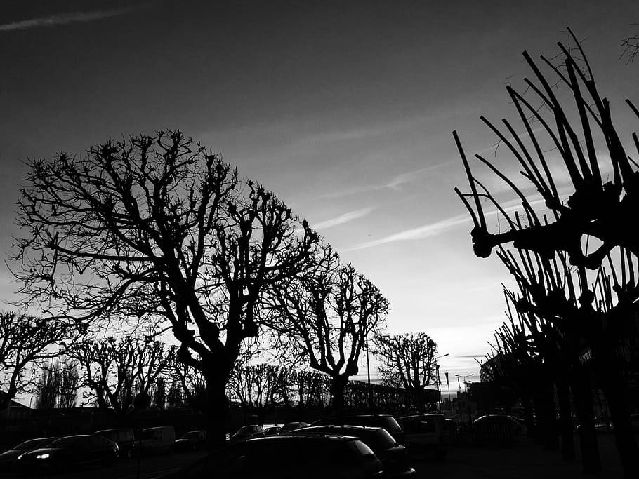 Back Light, Tree, Mood, Black And White, dead tree, sky, bare tree HD wallpaper