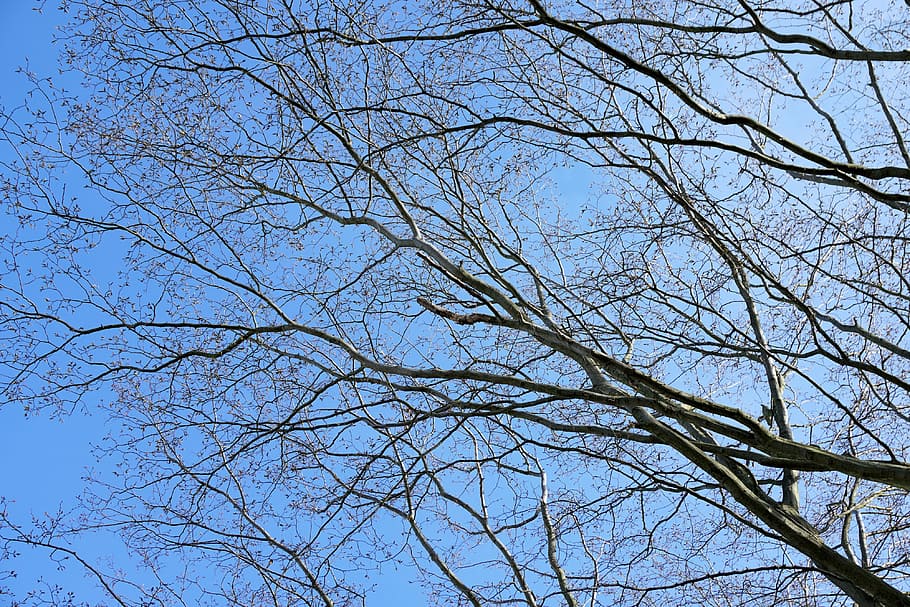 aesthetic, tree branches, wood, sky, blue, nature, clouds, outdoors HD wallpaper