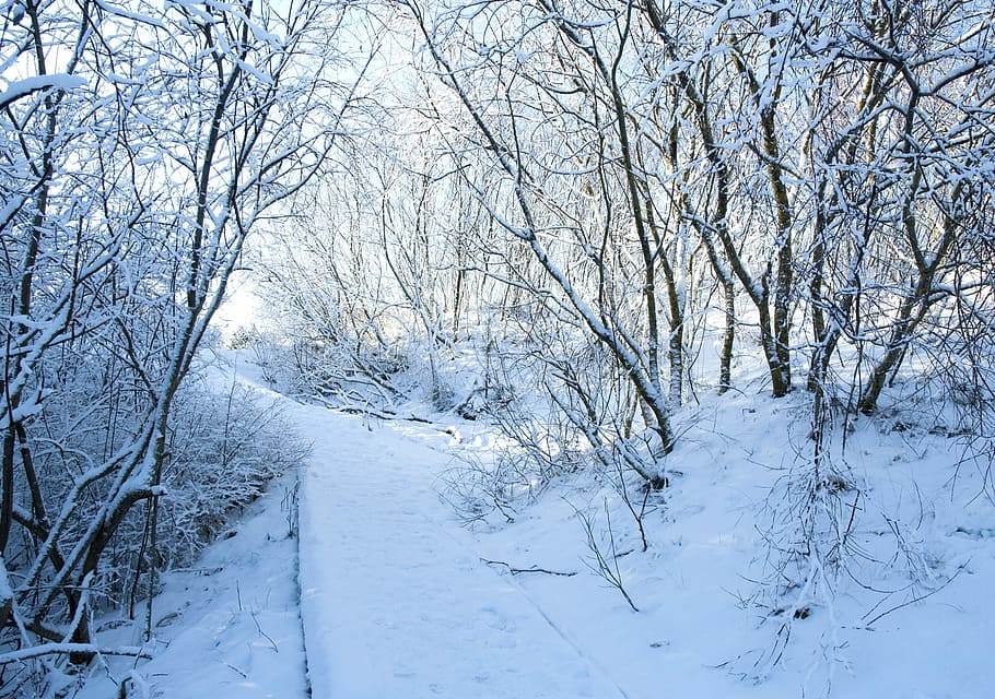 Winter, Snow, Path, Nature, Landscape, scenic, white, outdoor HD wallpaper