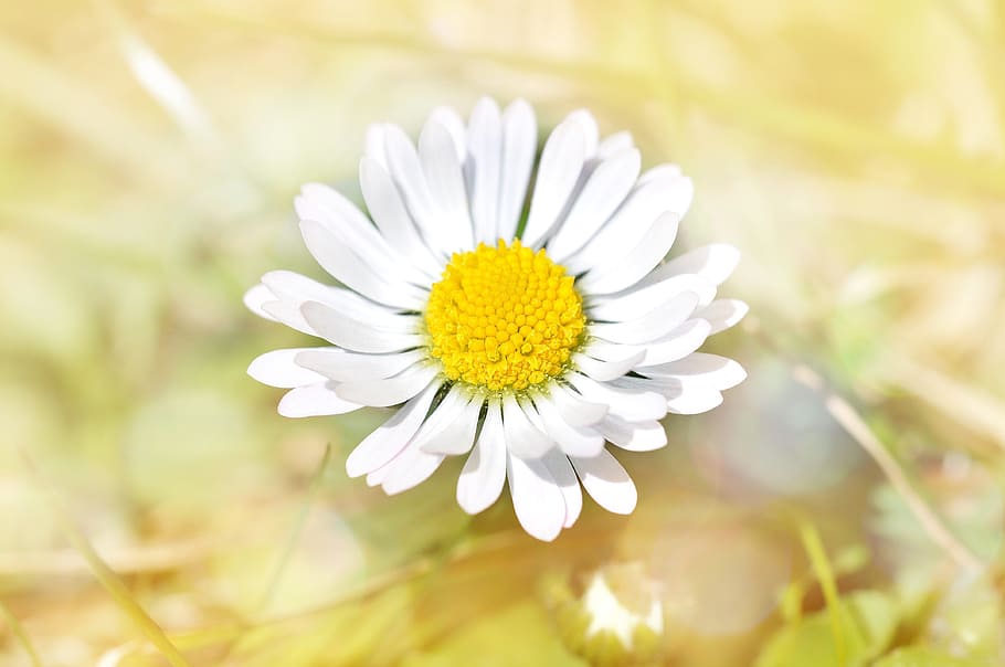 daisy, flower, blossom, bloom, yellow-white, pointed flower HD wallpaper