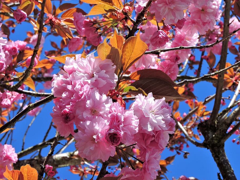 tree, blooming, pink, nature, spring, blossom, sky, blue sky HD wallpaper