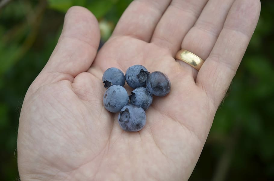 Blueberries, Fresh, Fruit, Closeup, fresh picked fruit, human body part HD wallpaper