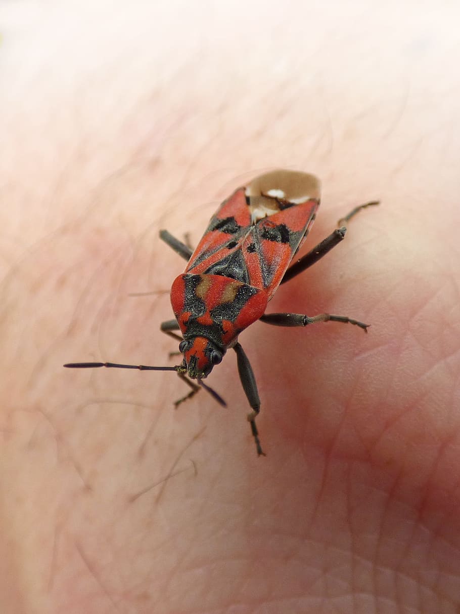 Insect, Beetle, Red And Black, Bug, detail, hand, nature, animal HD wallpaper