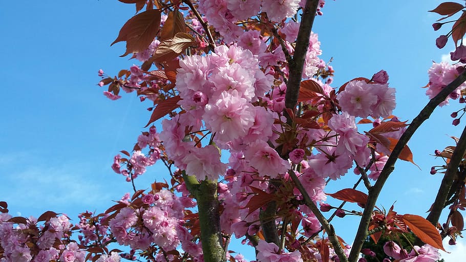 spring, blossom, pin, pink, blooming, nature, floral, springtime HD wallpaper