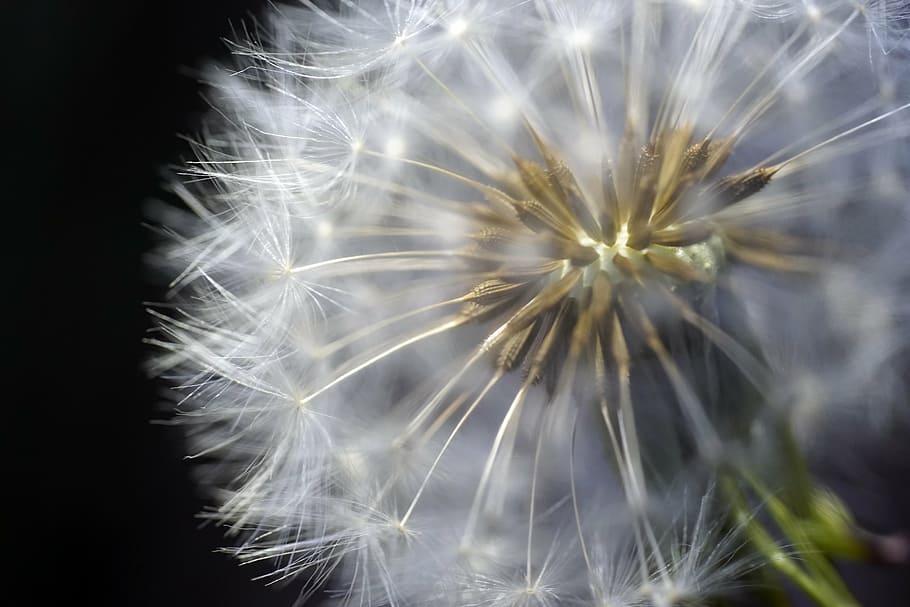 macro photography of dandelion flower, nature, spring, flora HD wallpaper