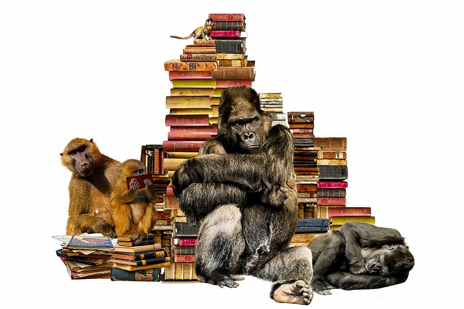 assorted-color book lot, school, learn, books, book stack, animals HD wallpaper